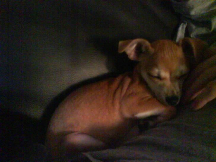 Chihuahua Chloé solgt 1/9-08 - Her ligger jeg trygt og godt! billede 10