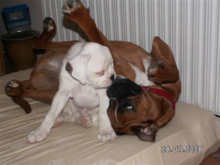 Boxer Aslan billede 9