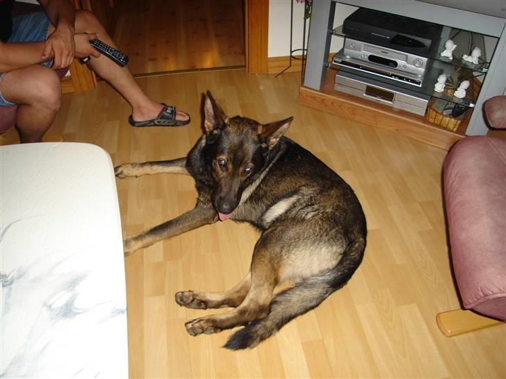 Schæferhund hugin(Cabster´s Hugin) - afslapning med min familie billede 1