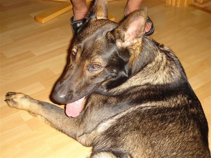 Schæferhund hugin(Cabster´s Hugin) billede 2