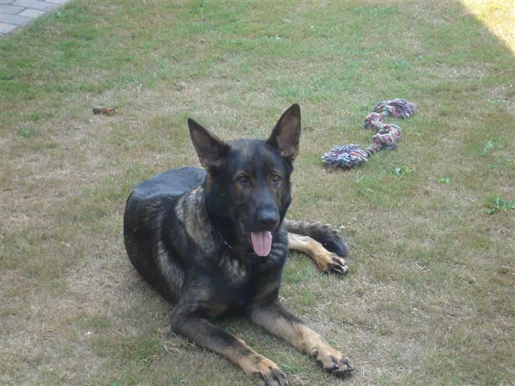 Schæferhund hugin(Cabster´s Hugin) - puha far har kørt mig træt efter en ordenlig omgang leg billede 3