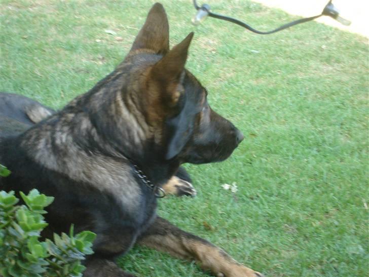 Schæferhund hugin(Cabster´s Hugin) - dejligt i skyggen billede 4