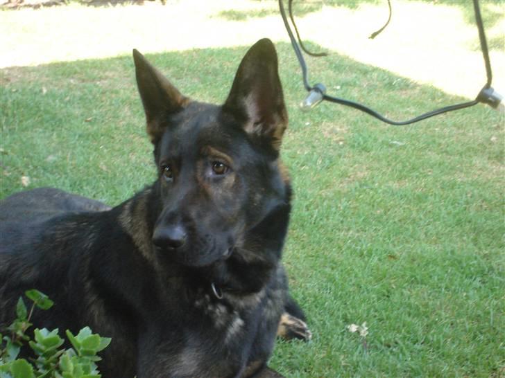 Schæferhund hugin(Cabster´s Hugin) - hov hvad var det? billede 5