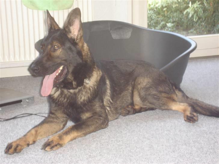 Schæferhund hugin(Cabster´s Hugin) billede 6