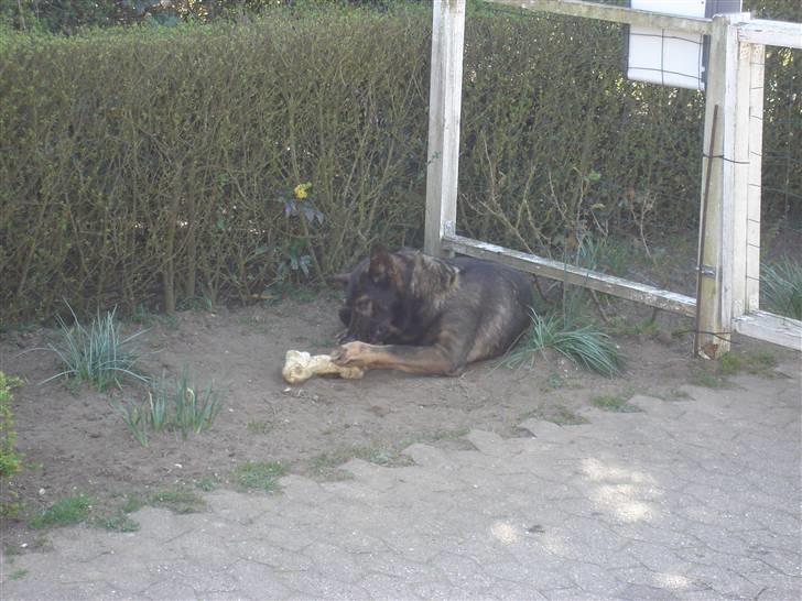 Schæferhund hugin(Cabster´s Hugin) - dejligt kødben til mig billede 7