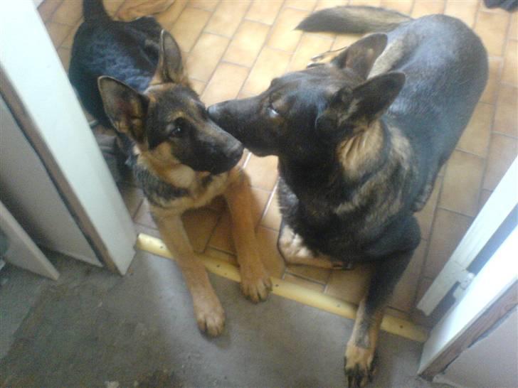 Schæferhund hugin(Cabster´s Hugin) - min nye legekammerat Phønix billede 8