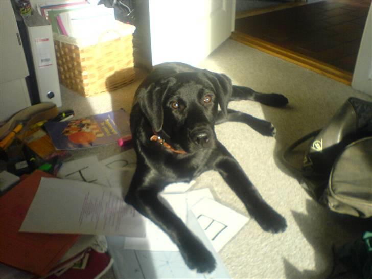 Labrador retriever Bertram (Nye billeder!) - Han får kastet lyset over sig :D<3 billede 16