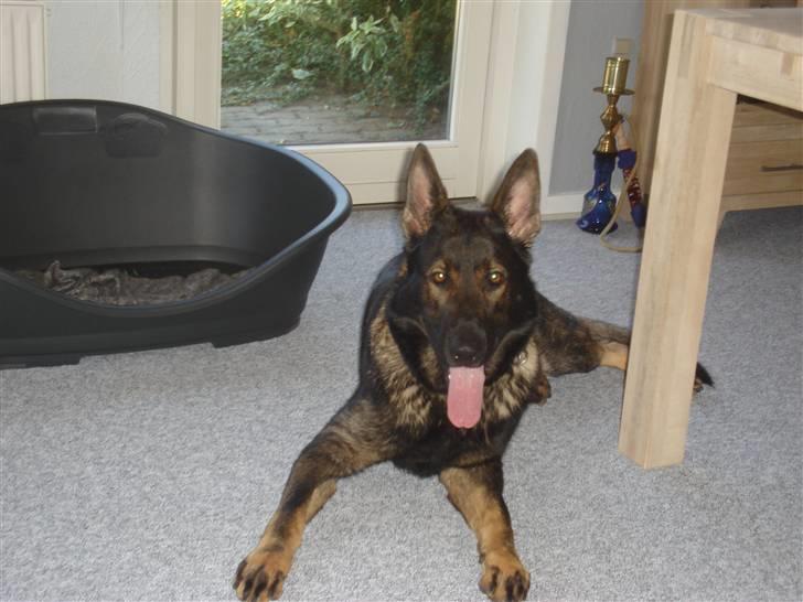 Schæferhund hugin(Cabster´s Hugin) billede 9