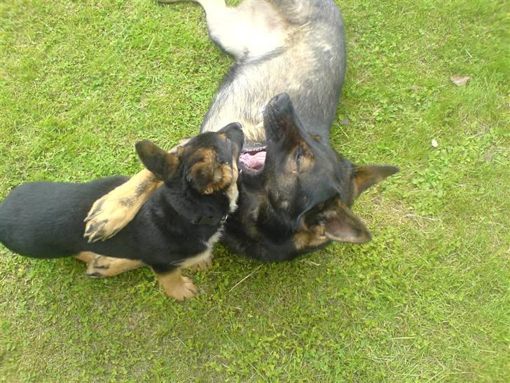 Schæferhund hugin(Cabster´s Hugin) - Phønix og hugin elsker at lege med hinanden billede 10