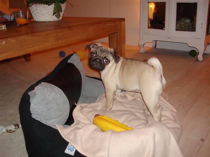 Mops Perle billede 12