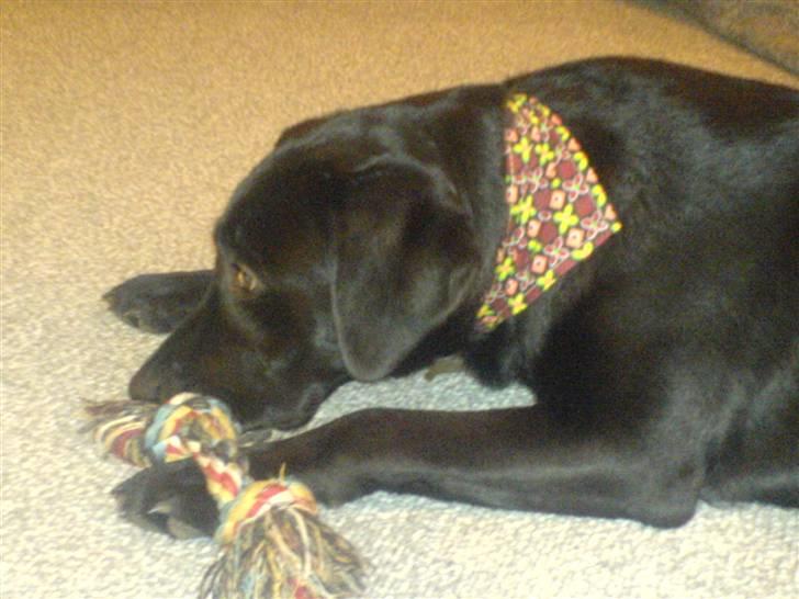 Labrador retriever Bertram (Nye billeder!) - Berler med hans "bøsse" halstørklæde, jeg sys det er pænt <3 billede 17