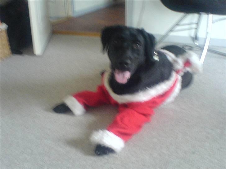 Labrador retriever Bertram (Nye billeder!) - JuleBerler <33 billede 18