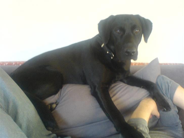 Labrador retriever Bertram (Nye billeder!) - Hov, du kom vist til at hoppe op i sengen shhh... ikke sig det til mor og far <33 billede 19