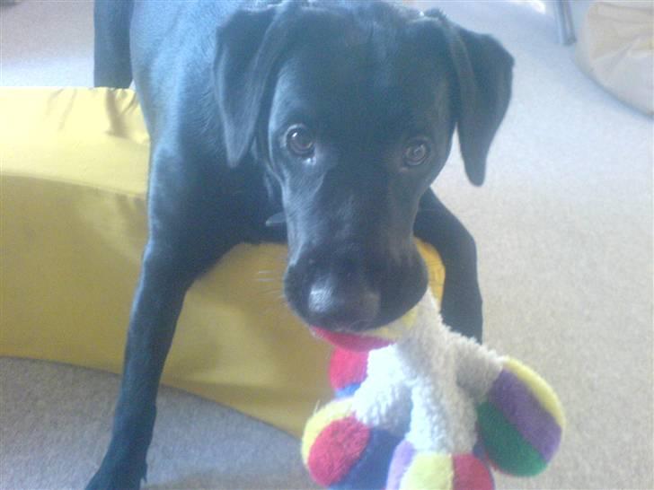 Labrador retriever Bertram (Nye billeder!) billede 20