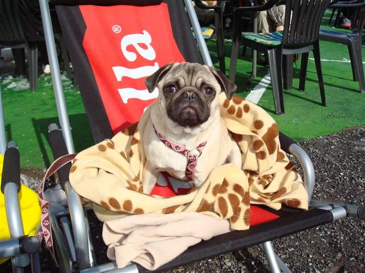 Mops Perle billede 13