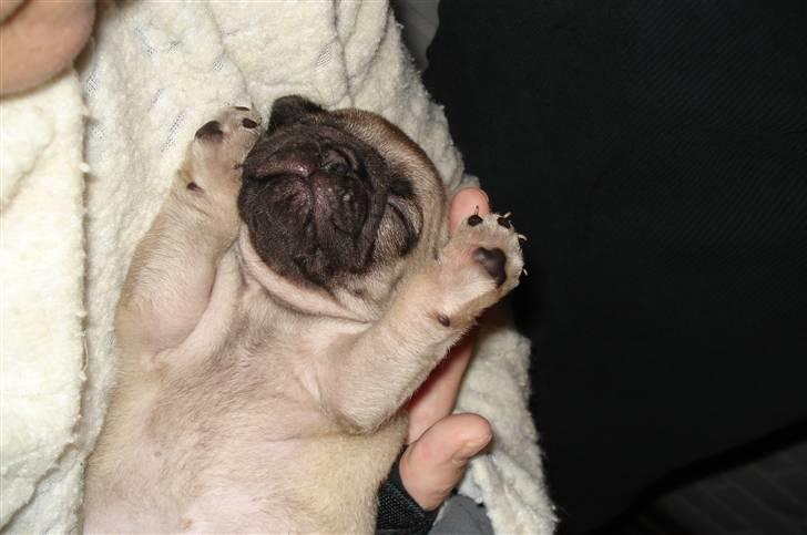 Mops Perle billede 14