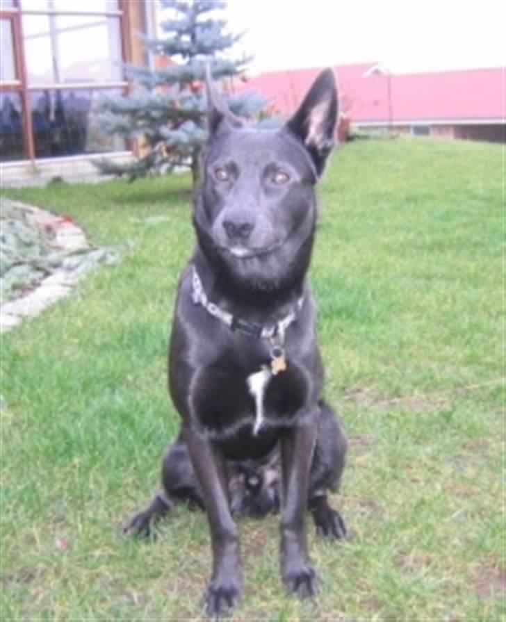 Australsk kelpie Diesel billede 11