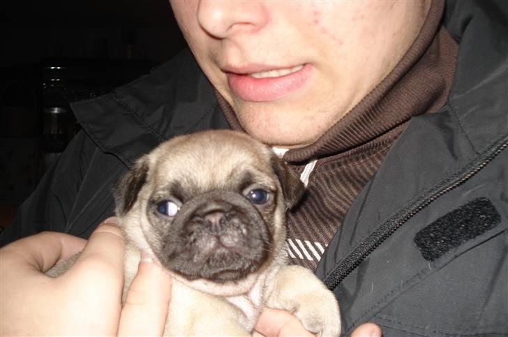 Mops Perle billede 15