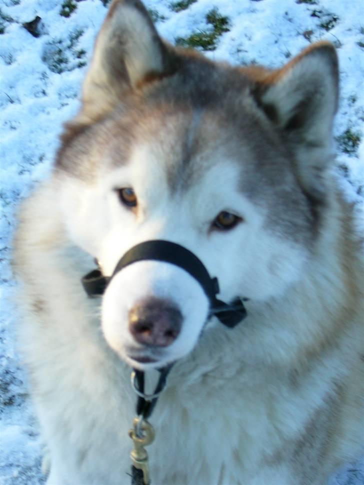 Siberian husky Chinook - Nej, det er ikke en mundkurv, men en hundegrime :o) billede 1