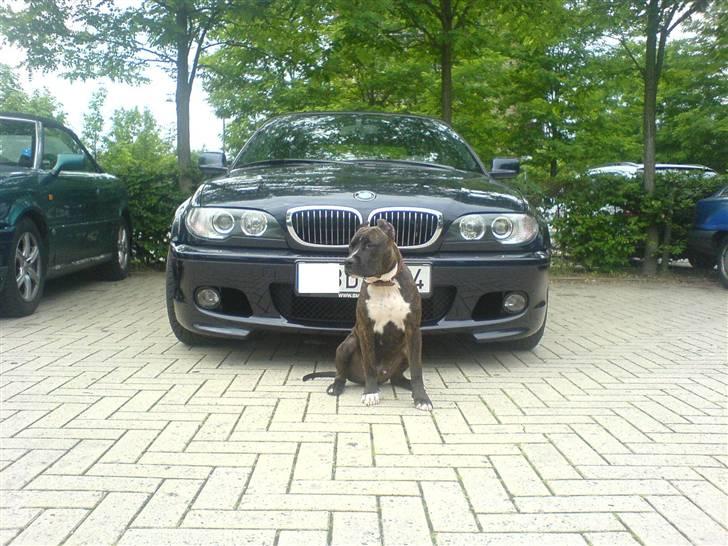 Amerikansk staffordshire terrier Cezar  - Fætters BMW ;-) billede 3