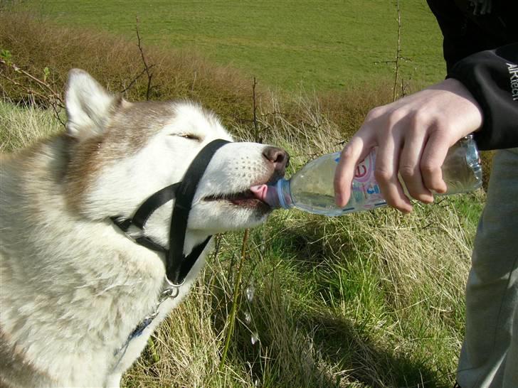 Siberian husky Chinook - 2008, vaaaarm forårsdag billede 4