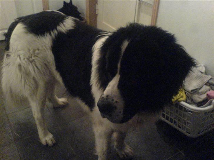 Landseer rocky billede 2