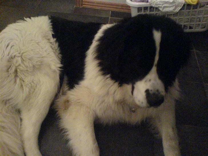 Landseer rocky billede 3