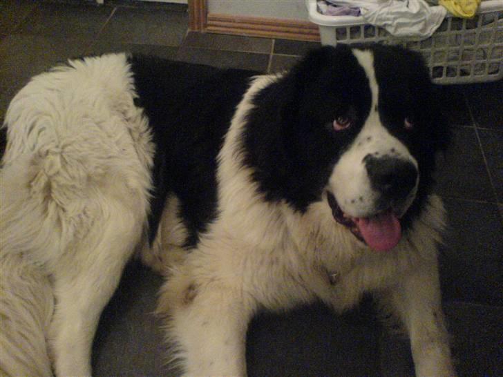 Landseer rocky billede 4