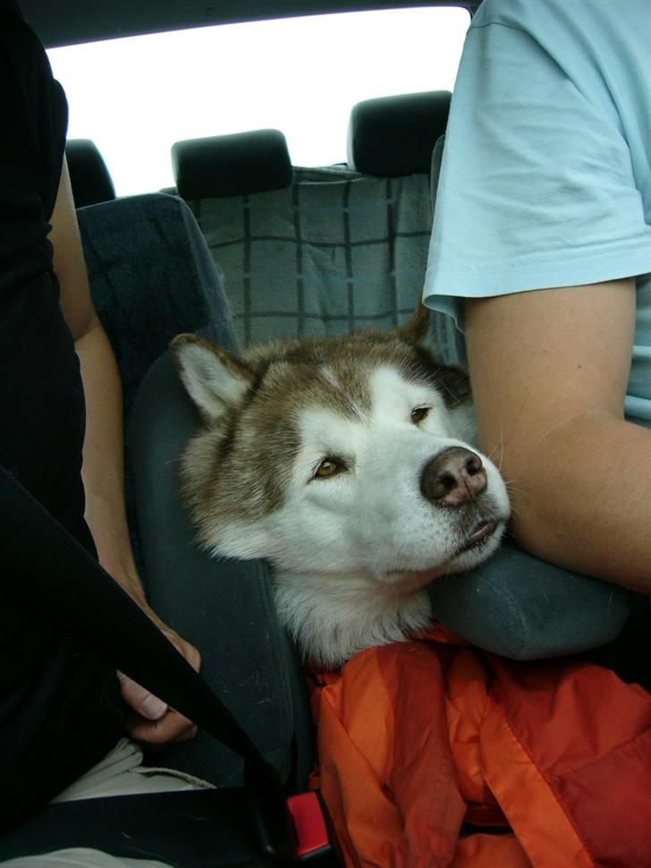 Siberian husky Chinook - Køre bil intet problem, bare jeg må være tæt på jer billede 7