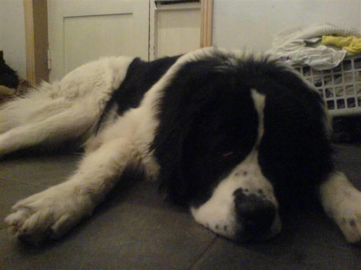 Landseer rocky billede 5