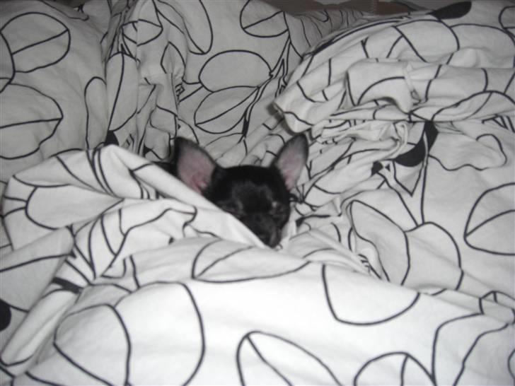 Chihuahua Malou - Prinsessen på ærten billede 6