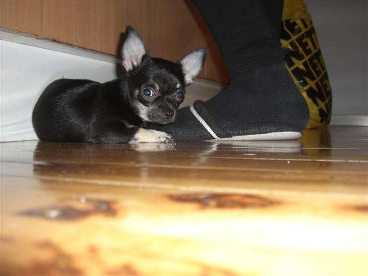 Chihuahua Malou - Du skal da ikke vaske op alene mor.. billede 7