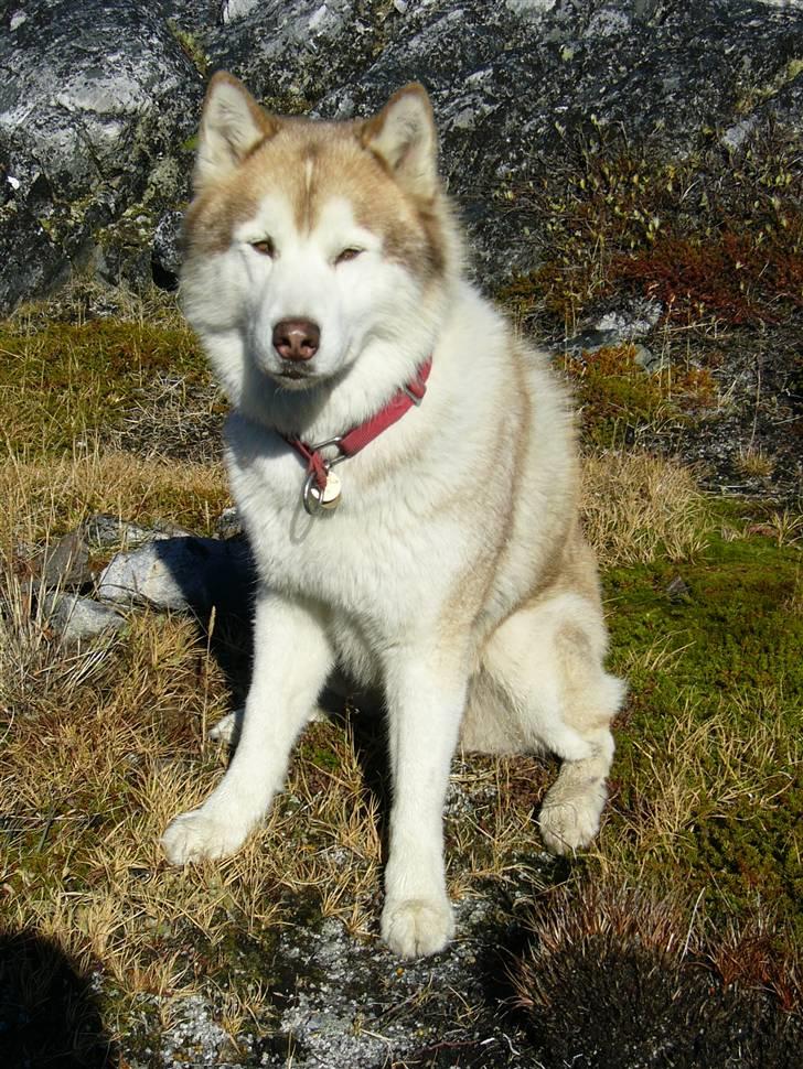 Siberian husky Chinook - Billeder af hunde - Uploaded af Sissi D