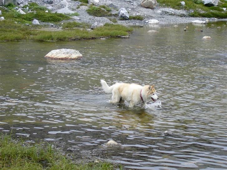 Siberian husky Chinook - Bad kan være dejligt når det er for varmt billede 11