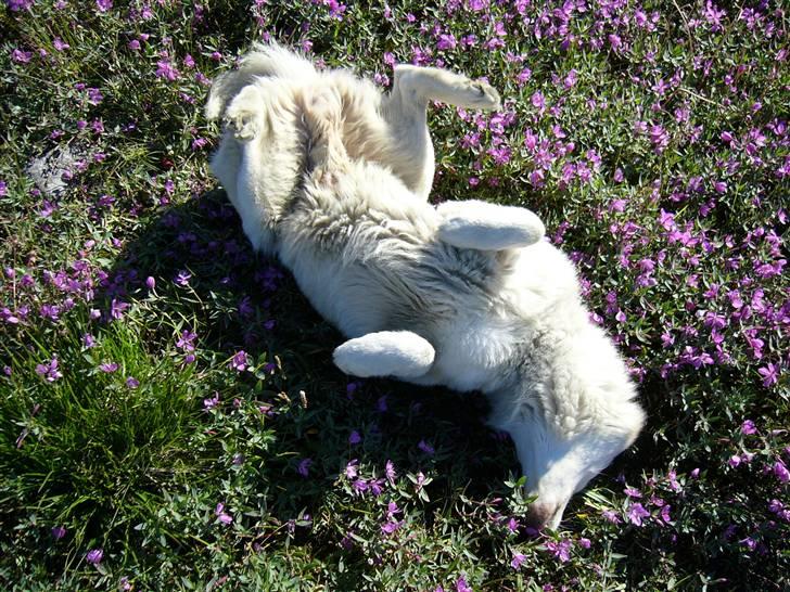 Siberian husky Chinook - Blomsterparfume a la naturel billede 12