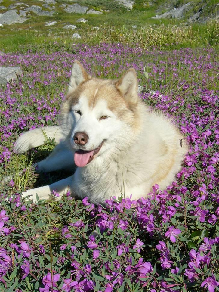 Siberian husky Chinook - Hårdt at være SÅ qute billede 13