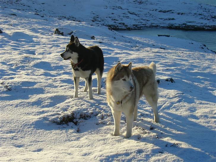 Siberian husky Chinook - Vinter 2005 billede 14