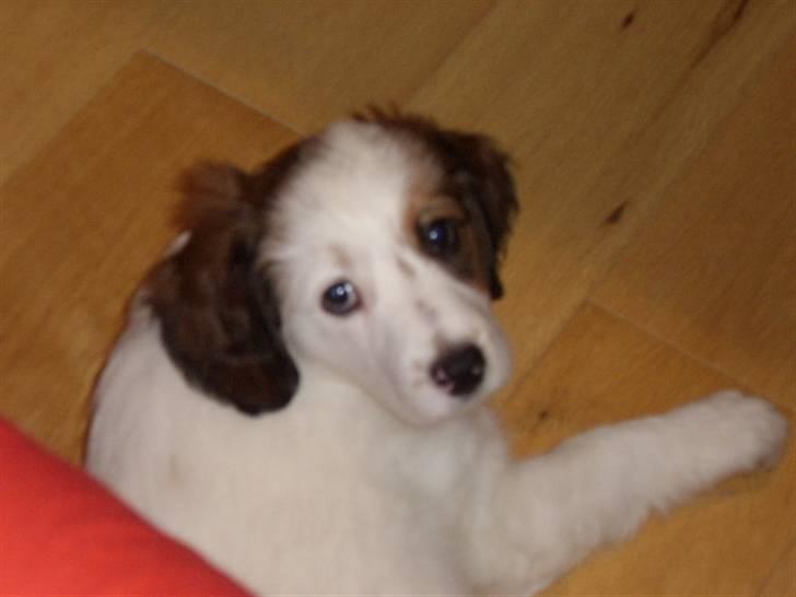 Blanding af racer Bailey billede 1