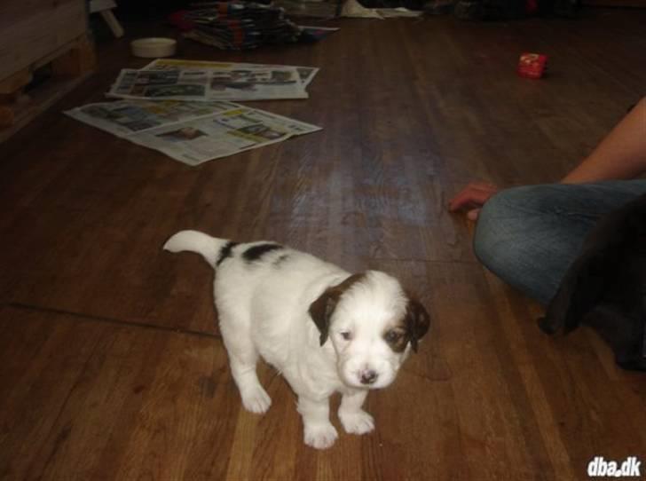 Blanding af racer Bailey billede 2