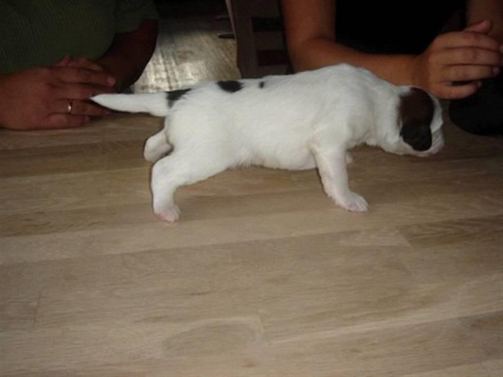 Blanding af racer Bailey billede 3