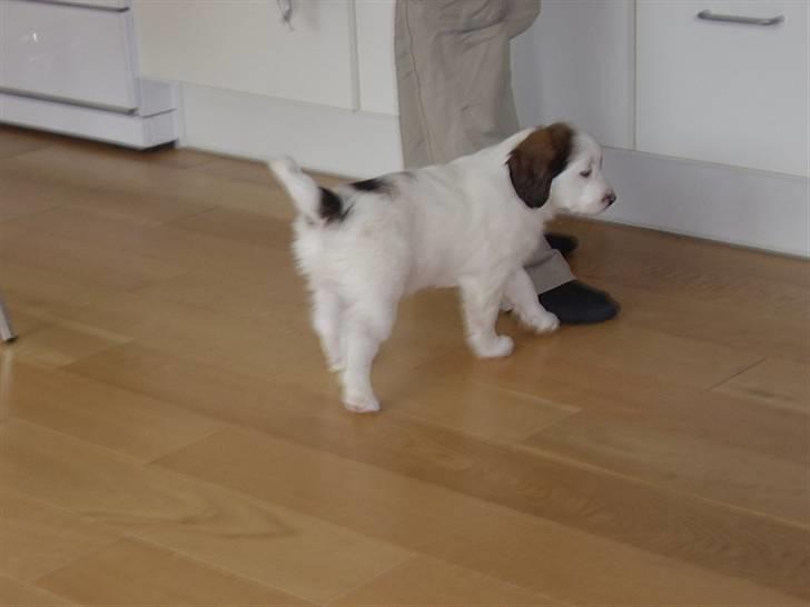 Blanding af racer Bailey billede 4