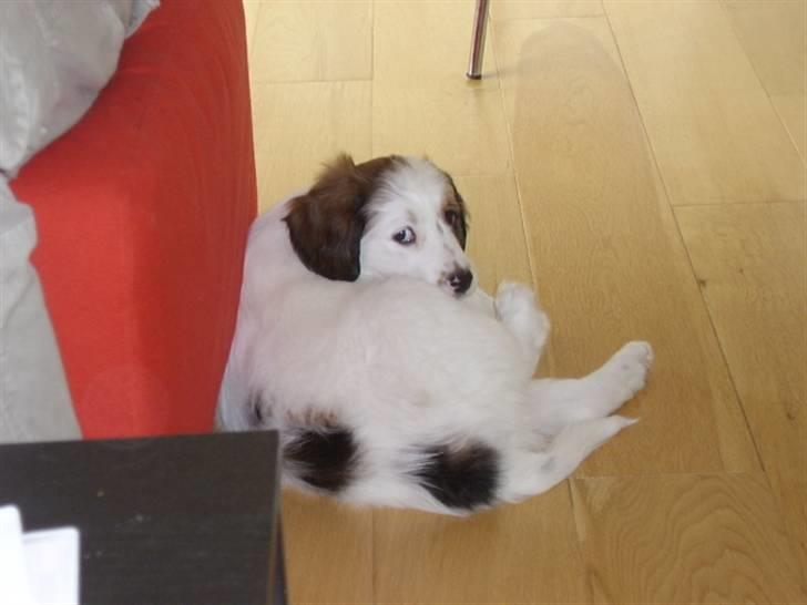 Blanding af racer Bailey billede 5