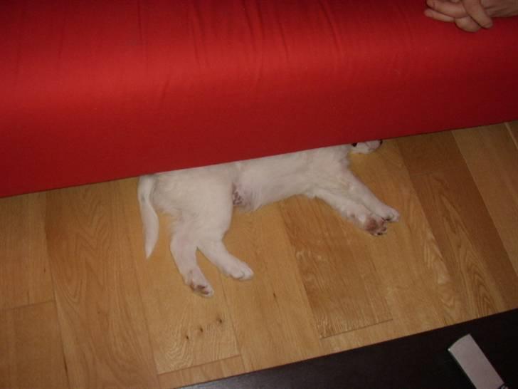 Blanding af racer Bailey billede 6