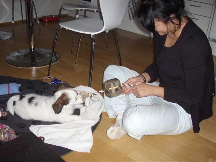 Blanding af racer Bailey billede 7