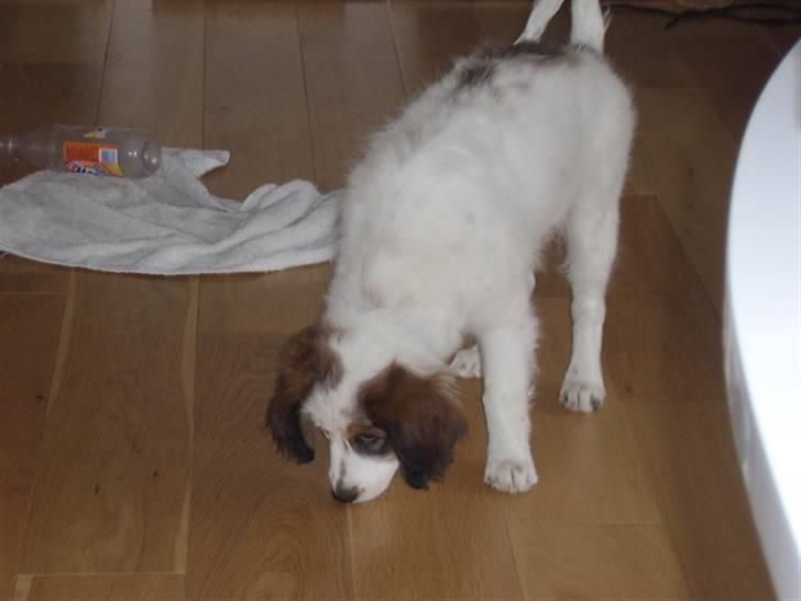 Blanding af racer Bailey billede 8