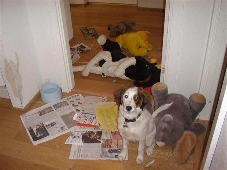 Blanding af racer Bailey billede 9