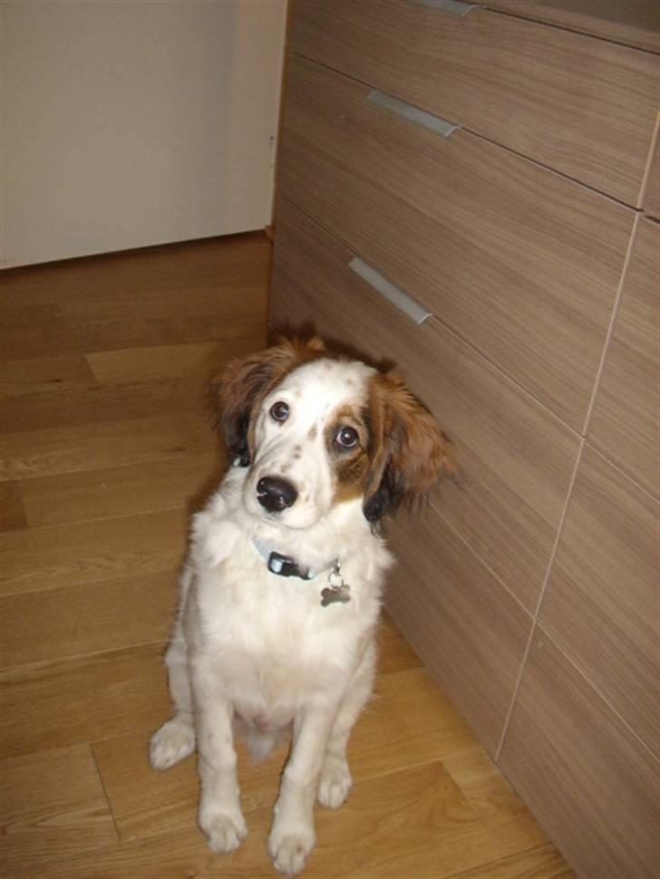 Blanding af racer Bailey billede 10