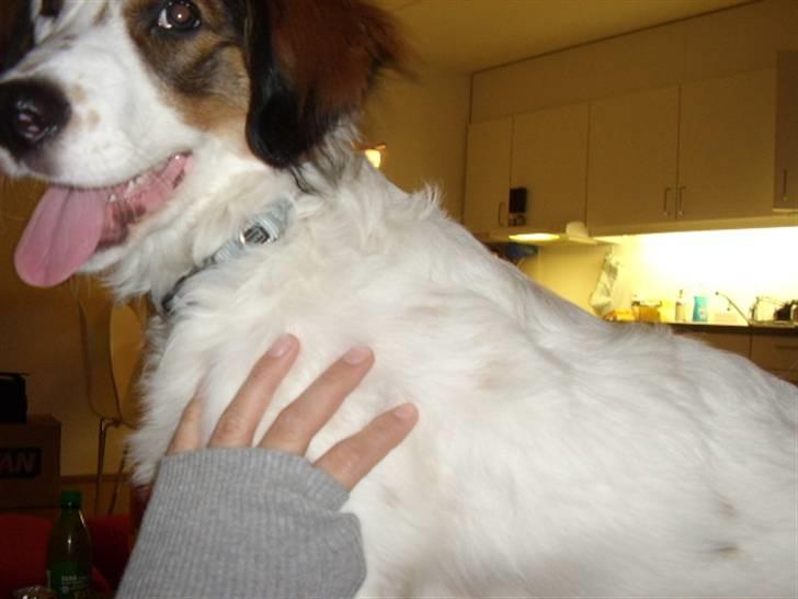 Blanding af racer Bailey billede 11