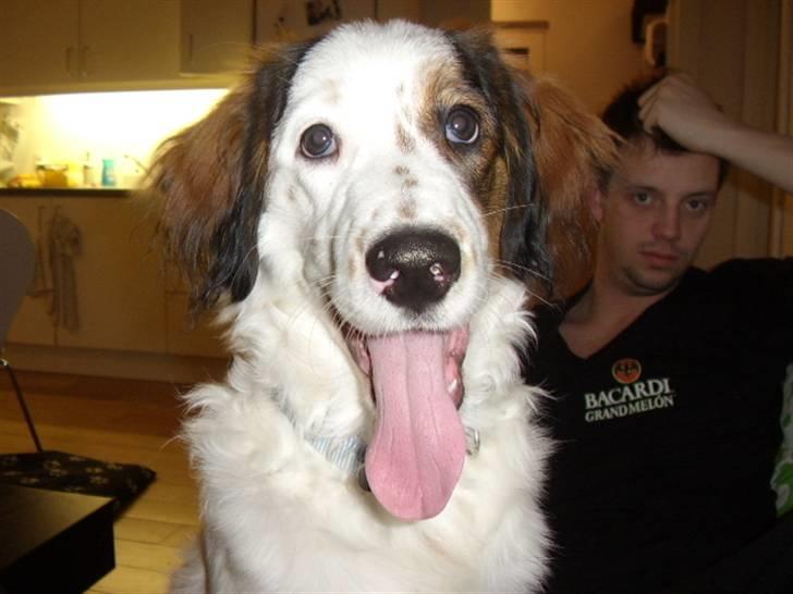 Blanding af racer Bailey billede 12