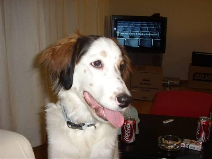 Blanding af racer Bailey billede 13